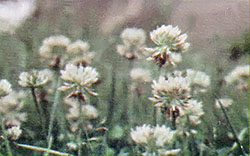 Young heads of white clover (Trifolium repense).